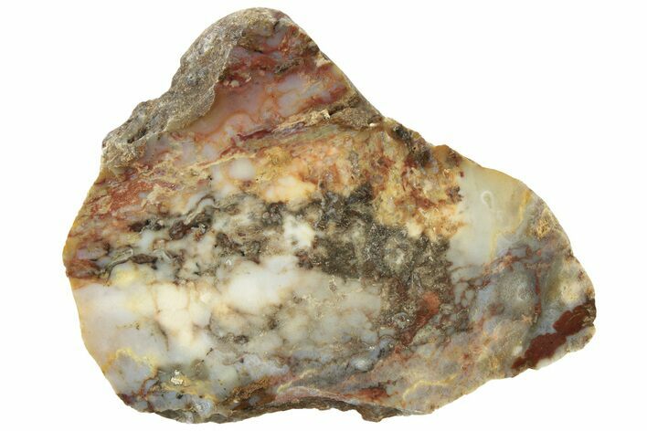 Colorful Petrified Wood Slab - Texas #236509